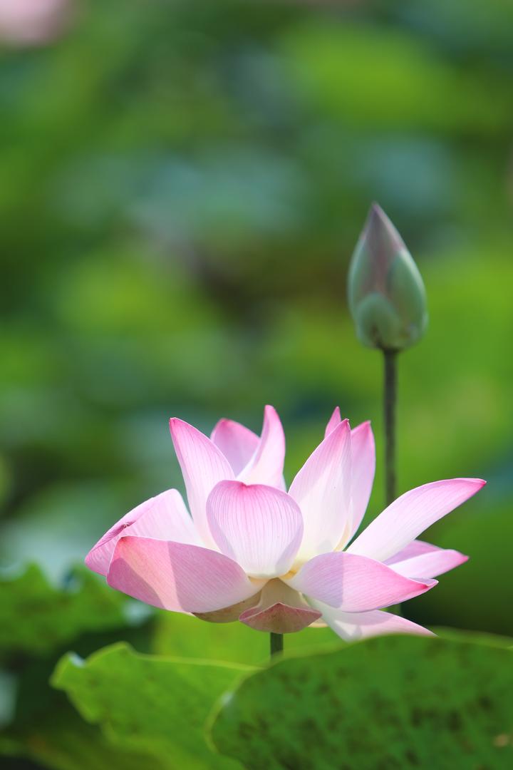 刘畊宏就拍节目阻碍用餐道歉